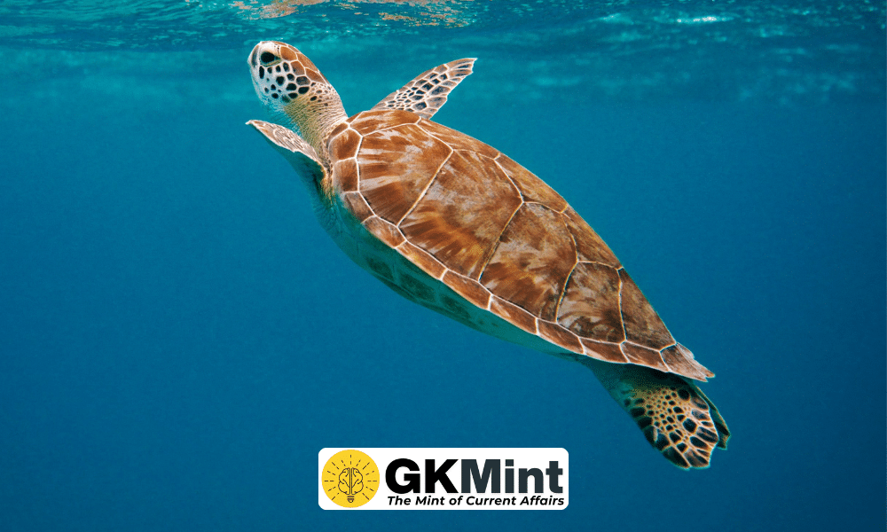 India turtle species