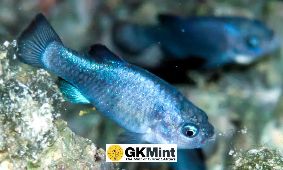 rare fish in the world