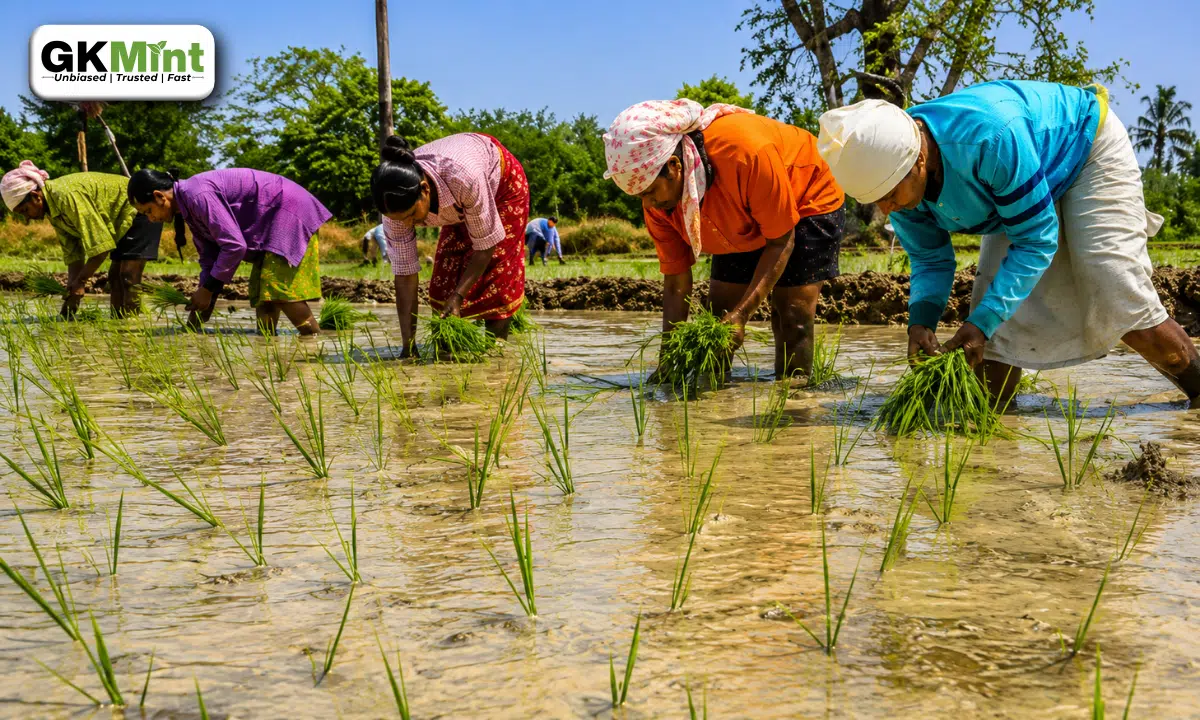 Kuruvai Cultivation Special Package